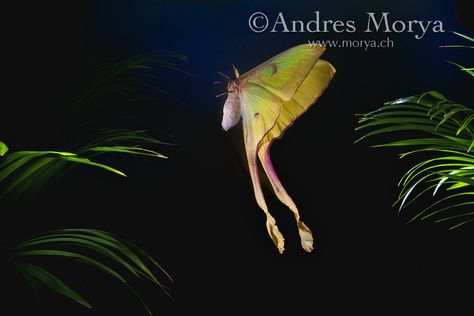 Malaysian moon moth flying (Actias maenas), Malaysia. The Malaysian moon moth ranges from Malaysia, to Sumatra, Java, and the surrounding region in Southeast Asia and South Asia. The male has extremely long tail streamers which are slightly twisted. The central brown markings on the wings appear to reinforce the illusion of a mammal predator. The mimic ''eyes' of this species have a triangular yellow indent in them. Insects in flight, high speed photographic technique. Image by Andres Morya Malaysian Moon Moth, Luna Moth Flying, Moth In Flight, Moths Flying, Moth Flying, China Moon, Moth Fly, Fairy Circle, Tattoo Moon