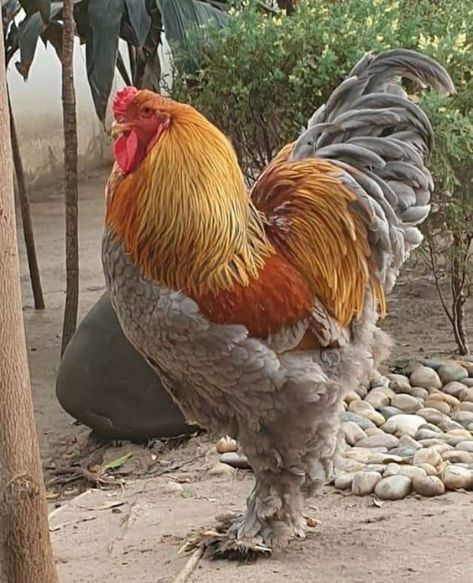 Brahma Rooster, Tattoos Pets, Pet Tattoo Ideas, Chicken Tunnels, Pet Drawings, Brahma Chicken, Pet Anime, Rooster Breeds, Giant Chicken