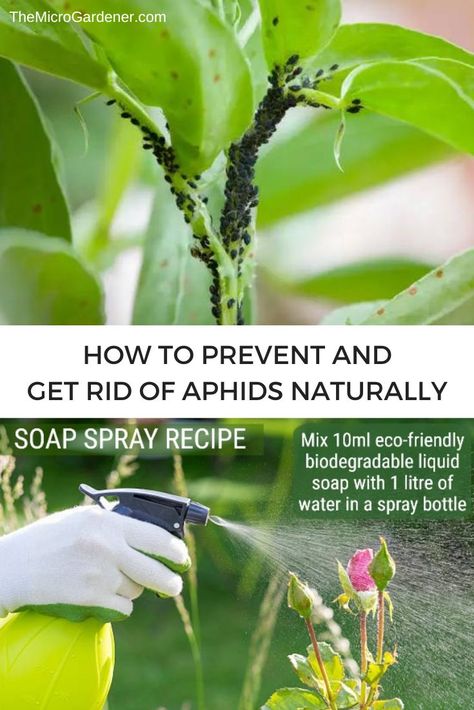 Aphids Natural Pest Management - Learn why aphids are a problem + how to prevent aphids & minimise damage with practical science-backed strategies to get rid of aphids naturally. via @microgardener/ Get Rid Of Aphids, Allium Schoenoprasum, Natural Pesticides, Crop Protection, Aromatic Plant, Pest Management, Strawberry Plants, Healthy Garden, Beneficial Insects