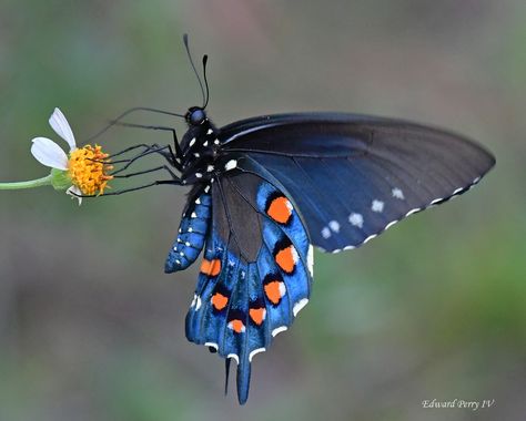 Pipevine Swallowtail, Beautiful Butterfly Photography, Butterfly Species, Cool Bugs, Butterfly Printable, Photo C, Blue Morpho, Swallowtail Butterfly, Beautiful Bugs