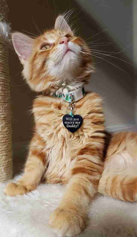 A kitten with an engraved name tag marriage proposal Best Proposal Ever, Getting A Kitten, Proposal Photos, Wedding Proposals, Cat Carrier, Orange Tabby, Marriage Proposals, Proposal Ideas, Cat Rescue