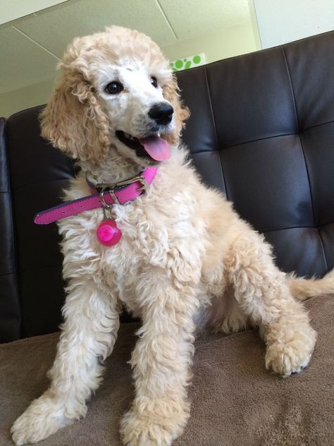 She is cream or apricot?  Standard Poodle Puppy - Bijou (jewel in French) Brown Standard Poodle, Cream Poodle, Poodle Hairstyles, Apricot Standard Poodle, Poodle Doodles, Poodle Haircuts, Miniature Poodles, Puppy Girl, Parti Poodle