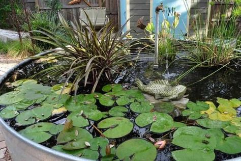 Galvanized Stock Tank Fish Pond | The Aquarium Adviser Stock Tank Pond Ideas, Stock Tank Garden, Stock Tank Pond, Winterizing Plants, Container Ponds, Galvanized Stock Tank, Diy Ponds Backyard, Container Pond, Raised Pond