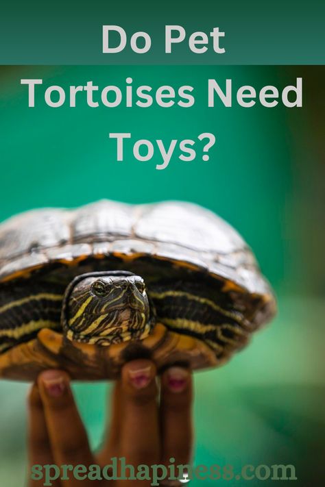 Pet tortoises don't require toys in the same way as other pets. However, providing enrichment items like natural substrates, obstacles to explore, and hiding spots can stimulate their curiosity and encourage natural behaviors. Additionally, items like edible treats or non-toxic objects can offer mental stimulation and prevent boredom. Tortoise Enrichment Toys, Toys For Tortoises, Tortoise Enrichment Ideas, Indoor Tortoise Enclosure Diy, Tortoise Enrichment, Tortoise Toys, World Turtle Day, Tortoise Enclosure, Tortoise Care