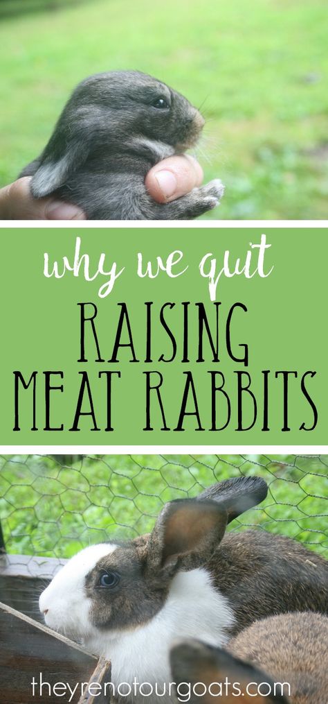 There are great benefits to raising meat rabbits, but they just weren't a good fit for our family. Find out why we decided to sell off our bunnies. Raising Meat Rabbits, Meat Rabbits Breeds, Raising Rabbits For Meat, Farm Landscaping, Rabbit Meat, Rabbit Enclosure, Rabbit Farm, Meat Rabbits, Raising Rabbits