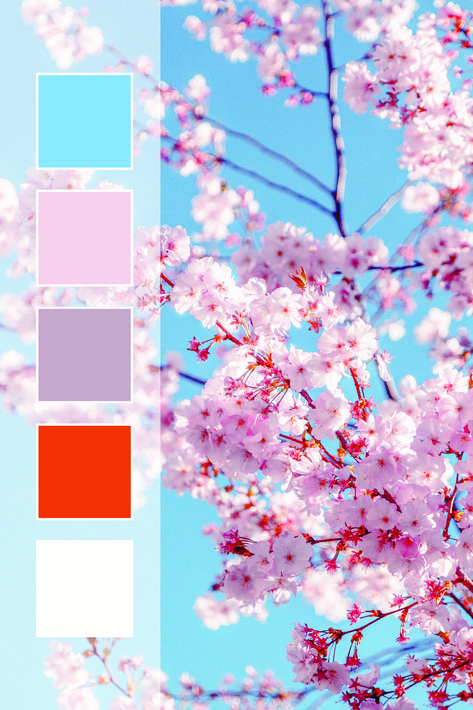 Japanese Cherry Blossom Color Palette, Spring Flowers Color Palette, Flower Pallete Color, Traditional Japanese Color Palette, Spring Flower Color Palette, Sakura Color Palette, Japanese Colour Palette, Color Palette Japanese, Cherry Blossom Color Palette