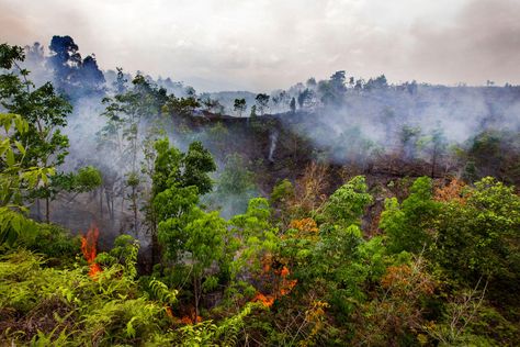 Destroyed Nature, Mysterious Photography, Natural Ecosystem, Life Form, A Level Art, Palm Oil, Fashion Industry, Social Issues, Abandoned Places