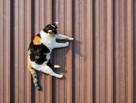 Cat Sleeping Top View, Cat Top View, Background House, Cat Shadow, Cat Hotel, House Light, Cat Anatomy, Bling Wedding Dress, Illustration Ideas