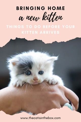 Bringing home a new kitten – things to do before your kitten arrives – Cat in the Box LLC Kitten Room, Kitty Care, Cat Tips, Getting A Kitten, New Kitten, Cat Mama, Kitten Food, Cat Info, Box Toys