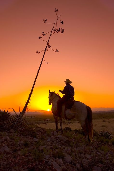 Cowboy Sunset, Wellness Magazine, Sunset Tattoos, Horse Shampoo, The Dark Tower, Western Life, Cowboy Art, Horse Gifts, 3d Background