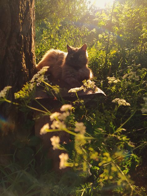 #aesthetic #sunset #cat #summer Cat In Sunlight, Cat Sunset, Shy Cat, Cat Summer, Aesthetic Sunset, Aesthetic Photos, Sunset Pictures, Art References, Aesthetic Photo