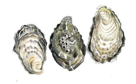 Watercolour Oyster, Painting Techniques Art, Art Coursework, Oyster Art, Shell Drawing, Shell Tattoos, Art For Kitchen, Food Wall Art, Kitchen Art Prints