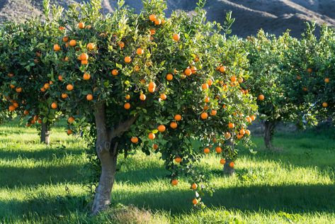 Orange trees have one trunk and a rounded crown. Fast Growing Shade Trees, Growing Citrus, Thuja Green Giant, Florida Trees, Colorful Shrubs, Florida Plants, Fast Growing Trees, Citrus Trees, Colorful Trees