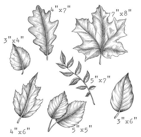 Different Leaf Drawings, Fall Leaf Line Art, Pyrography Leaves, Types Of Leaves Drawing, Leaf Drawing Easy, Leaf Composition, Leaf Drawings, Leaf Pictures, Fall Leaves Drawing