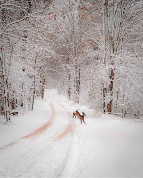 Winter Scene, Country Home Magazine, Winter Songs, Winter Szenen, Winter Magic, Winter Scenery, Winter Beauty, Snow Scenes, Winter Pictures