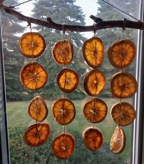 Ladder Ceiling, Orange Tree Branch, Branch Wall Hanging, Tree Branch Wall Art, Dried Citrus, Tree Branch Wall Decor, Citrus Tree, Tree Branch Decor, Tree Branch Wall