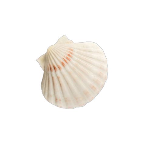 Seashell App Icon, Seashell Png Aesthetic, Beach Aesthetic Png, Seashell Png, Summer App Icons, Shell Icon, Stop Romanticizing, Shell Png, Aesthetic Pngs