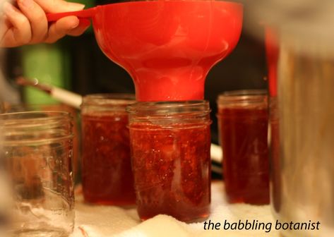 Strawberry Jam with Liquid Pectin – the babbling botanist Jam With Liquid Pectin, Strawberry Jelly Recipe Canning, Strawberry Jelly Recipes, Berry Jam Recipe, Pectin Recipes, Canning Jam Recipes, How To Make Jelly, Strawberry Jam Recipe, Canning Jam