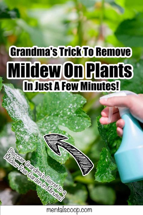 Grandma's Trick To Remove Mildew On Plants In Just A Few Minutes! Gardening is a beloved pastime, but nothing spoils the joy like discovering mildew on your precious plants. Fortunately, there's a timeless solution handed Girl Quilts, Liquid Dish Soap, Timing Is Everything, Powdery Mildew, Mold Remover, Tomato Plants, Companion Planting, Water Plants