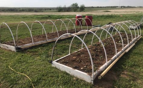 Before transplanting strawberries, you need to have a solid plan in place for strawberry bed protection. ...because critters love strawberries too! Strawberry Netting Ideas, Protecting Strawberry Plants From Birds, Strawberry Bed, Raised Strawberry Beds, Strawberry Beds, Garden Boxes Raised, Strawberry Garden, Plant Protection, Strawberry Patch