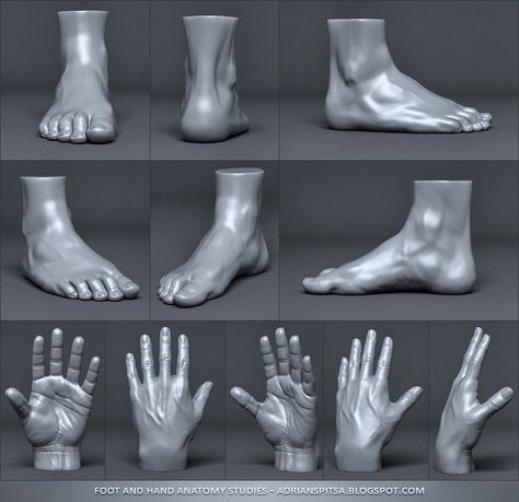 ArtStation - Digital Sculpting Human Anatomy Studies, Adrian Spitsa 남성 근육, Leg Anatomy, Human Anatomy For Artists, Foot Anatomy, Sculpting Tutorials, Anatomy Sculpture, Anatomy Models, Digital Sculpting, Human Anatomy Drawing