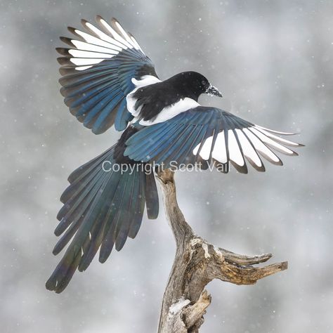 Magpies are social, inquisitive birds that eat fruits, grains, insects, small animals, and frequently gather in large flocks at carrion. Magpies move in groups and give a variety of trill, cackle, and whistle calls.  These birds are frequent visitors to high elevation mountains so photographing them in New Mexico has become come fun for me in my high mountain home. This danced for me with his wings out in the snow! Best photo ever! scottvailphotography.etsy.com Magpies Bird, Magpie Photography, Magpie Tattoo, High Mountain, Eat Fruit, Concept Art Drawing, Small Animals, Mountain Home, Birds Tattoo