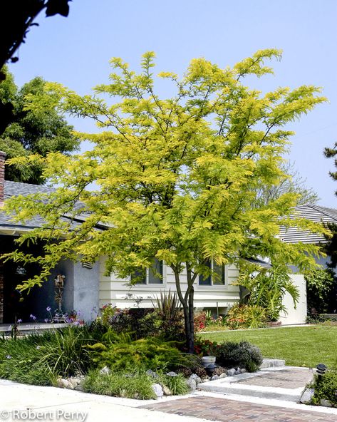 Gleditsia triacanthos var. inermis 'Sunburst' Honey Locust Tree, Waterwise Garden, Honey Locust, Landscaping Inspiration, Garden Planner, Front House Landscaping, Ornamental Trees, Shade Trees, Deciduous Trees