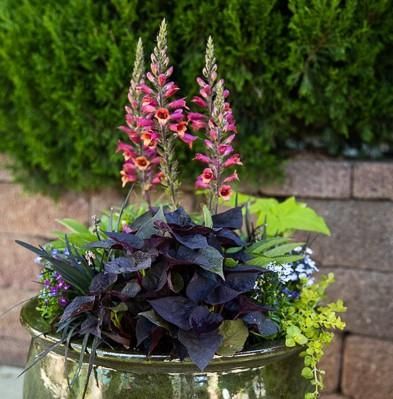 6 Sensational Container Recipes for Shade Container Shade Plants, Full Shade Container Ideas, Part Sun Part Shade Container Plants, Partial Shade Container Ideas, Best Shade Plants For Containers, Flower Pots Outdoor Plant Containers Color Combos, Shade Pots Ideas, Part Shade Container Ideas, Tall Shade Plants For Containers