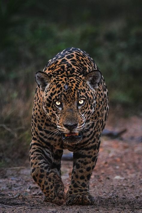 Jaguar Leopard Pictures Wild Animals, Jaguar Aesthetic, Savage Animals, Tiger World, Jaguar Animal, Scary Animals, Wild Animals Pictures, Spirit Animals, Types Of Animals