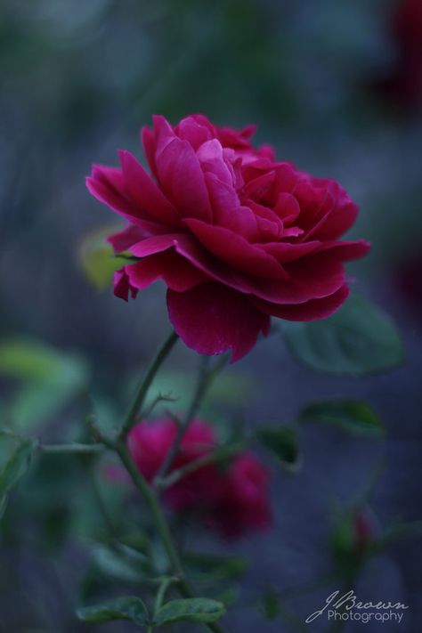 lovely dark rose bud for stock rules take a look here: Flowers Reference, Pretty Flowers Photography, Pineapple Wallpaper, Rainy Day Aesthetic, Gothic Garden, Beautiful Flowers Images, Red Mushroom, Dark Rose, Rose Bud