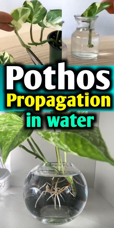 Pothos propagation in water Pathos Propagation Water, How To Root Pothos In Water, How To Propagate Golden Pothos, Pothos Water Propagation, Water Propagation Fertilizer, How To Propagate Pothos In Water, Pothos Cuttings In Water, Pothos In Water Vase, Pothos Propagation Water