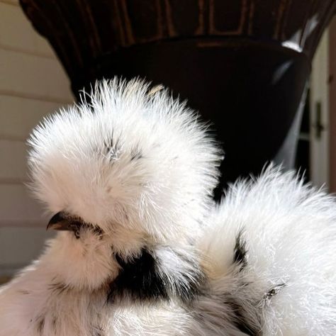 Lavern Clarke | Chickens keeping tip on Instagram: "Our paint silkies chickens are finally coming out of their molt and looking gorgeous as ever! I need to give them all a bath. 🎨🐣🌱

#mychicken #mychickens #mychickencoop #homestead #homesteading #farmlifebestlife #farmlife #farmstead #farmlove #silkiebreeder #backyardchickens #silkies #silkie  #silkiechickens #petchicken #backyardflock #silkiesofinstagram #chickens #newjersery #farmlife #poultry #backyardpoultry #backyardpoultrymag #backyardchickens #countryliving #cityyolks #fluffychicken #njfarms #newjerseyfarm #paintsilkies #chicks" Silkies Chickens, Fluffy Chicken, Silkie Chickens, Backyard Poultry, Backyard Flocks, Pet Chickens, Chickens Backyard, Farm Life, Coming Out