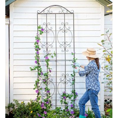 Garden Trellis Panels, Tall Trellis, Honeysuckle Vines, Tall Garden Trellis, Wrought Iron Trellis, Garden Trellis Ideas, Metal Garden Trellis, Grape Plant, Iron Trellis