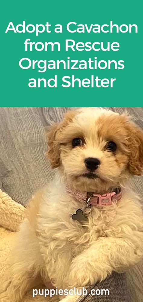 Adopt-a-Cavachon-From-Rescue-Organizations-And-Shelter Rescue Dogs For Adoption, Cavachon Dog, Adopting A Dog, Puppy Mix, Cavachon Puppies, Top Dog Breeds, Dog Wellness, King Charles Cavalier Spaniel Puppy, Dog Facts