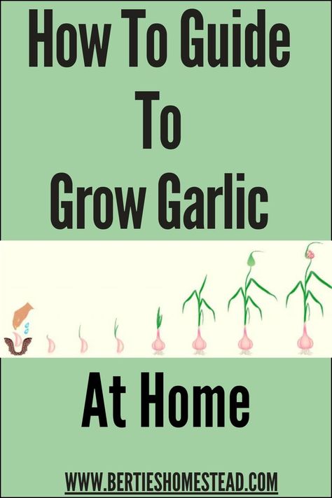 Eager to grow your own garlic but struggling with common planting pitfalls? Discover essential tips and tricks in our comprehensive guide to avoiding common mistakes when planting garlic. Turn your garden into a garlic-growing paradise and harvest perfectly grown bulbs every time! Garlic Planting, Garlic Growing, Planting Garlic, Growing Garlic, Garlic Bulb, Grow Your Own, How To Grow, Planting, Tips And Tricks