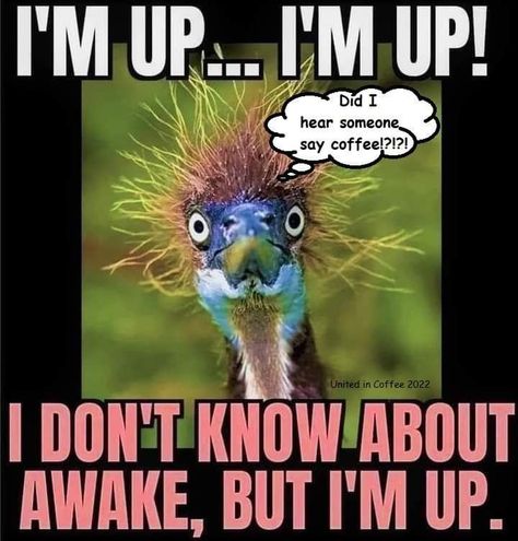 Good Morning Tuesday Funny, Funny Good Morning Quotes Hilarious, Tuesday Funny, Sarcasm Jokes, Funny Good Morning, Good Morning Tuesday, Funny Animals With Captions, Good Morning Funny Pictures, Funny Cartoons Jokes