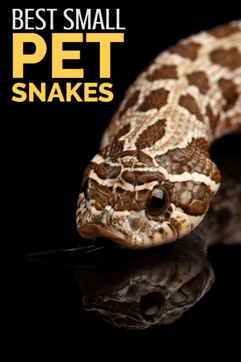 Best Small Pets, Pet Snakes, Hognose Snake, Small Snakes, Rabbit Cages, Pet Snake, Cute Snake, Pet Bunny, Reptiles Pet