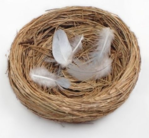 The Psychology Behind Empty Nest Syndrome Green Wedding Hair, Empty Nest Syndrome, Birds Nests, Parent Tips, Page Frames, Mermaid Style Dress, Empty Nesters, Coffee Talk, Empty Nest