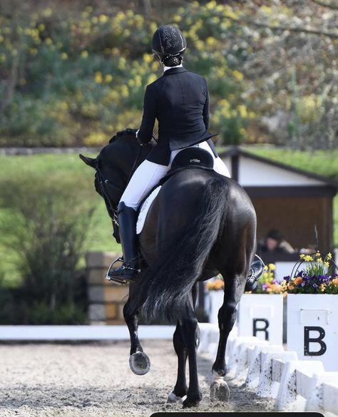 Black Equestrian, Dressage Competition, Show Photography, Horse Reference, 3 Horses, Horse Barn Plans, Horse Things, Dressage Horses, Cute Horses