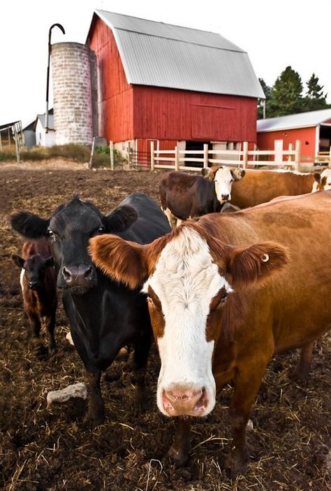 Barn yard   ..rh Country Cow, I Love Cows, Country Barns, Future Farms, Country Aesthetic, Life On The Farm, Farm Living, Jetski, Country Scenes