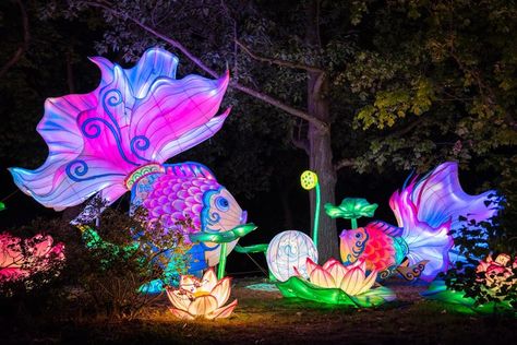 Texas Winter, Colors Of The Wind, Pixie Hollow, Winter Light, Chinese Lanterns, Botanic Garden, Blue Bonnets, Light Display, Winter Garden