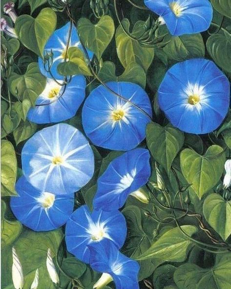 Marianne North, British (1830-1890), Morning Glory, Natal, 1882, oil on board, 50.4 x 35.1 cm, Marianne North Gallery, Royal Botanic Gardens, Kew, Richmond, UK Organic Mechanic, Marianne North, Kew Gardens London, Blue Morning Glory, Morning Glory Flowers, Blue Morning, Royal Botanic Gardens, Morning Glories, 30 August