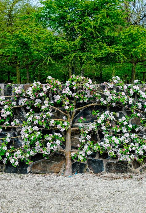 Espalier Fruit Trees: Why They're Great For Small Gardens Espalier Fruit Tree, Espalier Fence, Small Fruit Trees, Espalier Fruit Trees, Fruit Tree Garden, Creeping Fig, Jasmine Vine, Pruning Fruit Trees, Ficus Pumila