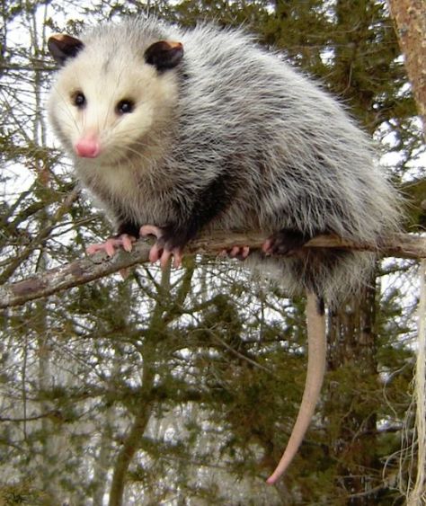 Baby Possum, Awesome Possum, Cute Ferrets, Cute Rats, Trash Panda, Pretty Animals, Silly Animals, Arte Animal, Wildlife Animals