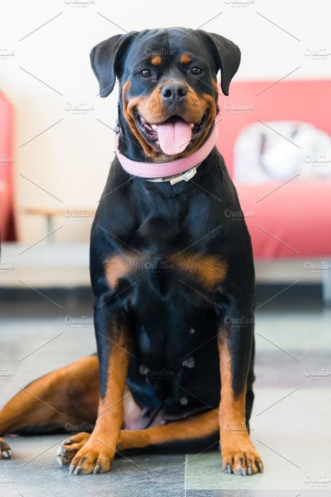 Rottweiler female dog  by Fotoeventis on @creativemarket Rottweiler Female, Female Rottweiler, Loyal Dog Breeds, Sitting On Floor, Puppy Stages, Rottweiler Love, All Breeds Of Dogs, Rottweiler Puppies, Blue Bedroom