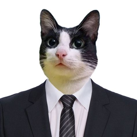 My Cat Reese. My sugar daddy cat Tuxedo Cat Art, Family Guy Funny, Family Guy Funny Moments, Medieval Clothing, Tuxedo Cat, Silly Cats, Cat Stickers, My Cat, Animal Memes