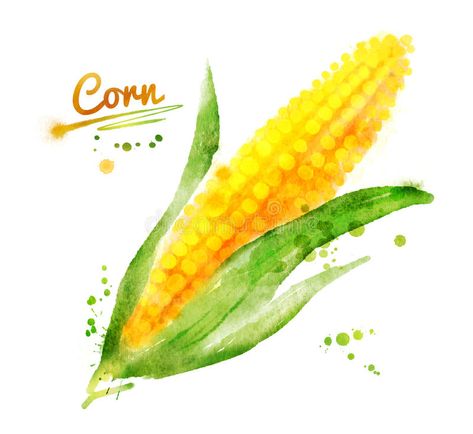 Corn Watercolor, Corn Drawing, Corn Painting, Watercolor Vector, Watercolor Paintings Easy, Fruit Painting, Watercolor Paintings Tutorials, Watercolor Illustrations, Pretty Packaging