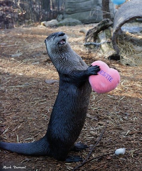 Otter Wishes You a Happy Valentine's Day — The Daily Otter Sea Otter, Happy Valentine's Day, Happy Valentine's, Otters, The Snow, Happy Valentines Day, Happy Valentine, Valentine's Day, Cute Animals