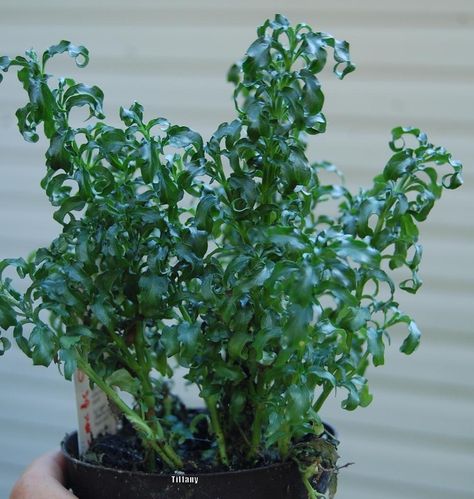 Plant database entry for Alternanthera ficoidea 'Christmas Tree' with one image and 25 data details. Alternanthera Ficoidea, Christmas Tree Plant, Evergreen Flowers, Plant Room, Light Garden, Indoor Plant Care, Plant Information, Small Christmas Trees, Indoor Christmas