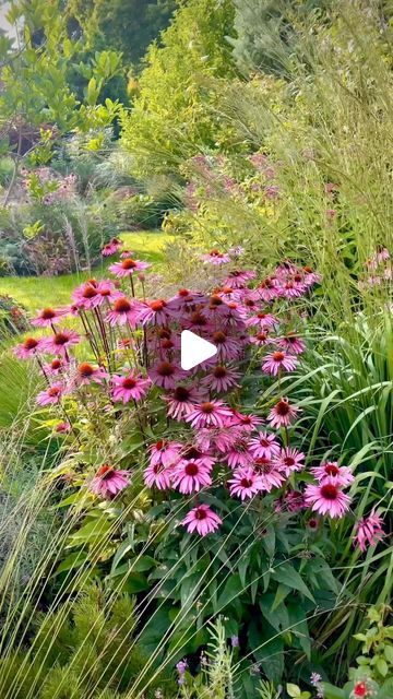 Inguna Smilsaraja. on Instagram: "ECHINACEA ‘FATAL ATTRACTION’ 

Considering which perennial to plant this year? 
How about Echinacea? 
With its spectacular flowers and lasting beauty, it’s sure to add a touch of magic to your garden. 

One of my favourite perennials. 
Do you like it too?

Filmed this in August #inmygarden 
🌸🌺💗

Vai jums patīk ehinācijas?
Tās ir vienas no manām mīļākajām ziemcietēm. 
Kam vēl aug? Varbūt plānojat šogad iestādīt?
.
.
.
#echinacea #echinaceapurpurea #ziedi #puķes #flowers #perennials #perennial #perennialgarden #gardendesign #naturalisticplanting #naturalgarden #gardenreel #garden #zahrada #jardin #ogród #gardeninspiration #gardeninspo #gardenstyle #mansdārzs #landscapedesign #dārzadizains #cottagegarden" Echinacea Green Jewel, Front Flower Beds, Fatal Attraction, Echinacea Purpurea, Natural Garden, Perennial Garden, Flower Bed, Flowers Perennials, Do You Like It